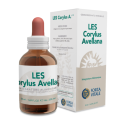 Les Corylus Avellana