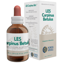 LES Carpinus Betulus