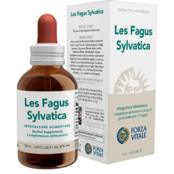 LES Fagus Sylvatica
